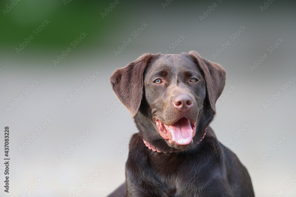 Süßer brauner Labrador