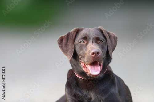 Süßer brauner Labrador