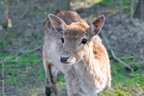 Fototapeta Naklejka Na Ścianę i Meble -  little spotted deer in the forest close up
