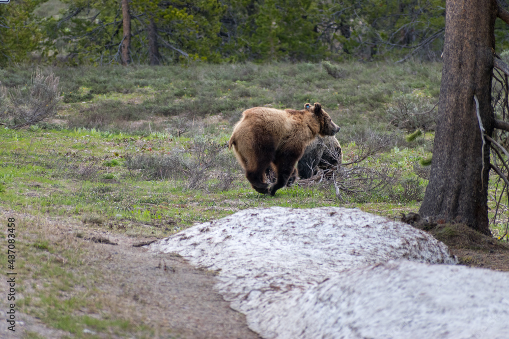 Grizzly bear mid-air while running Grizzly bear mid-air while running