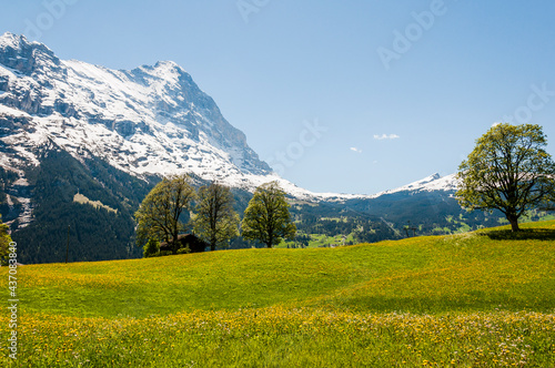 Grindelwald  Eiger  Eigernordwand  Alpen  Berner Oberland  Kleine Scheidegg  Wanderweg  M  nnlichen  Lauberhorn  Bergdorf  Fr  hling  Sommer  Schweiz