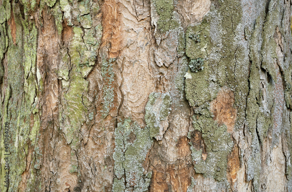 Die Borke eines Bergahorn