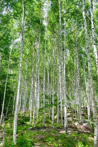 summer birch forest in Korea