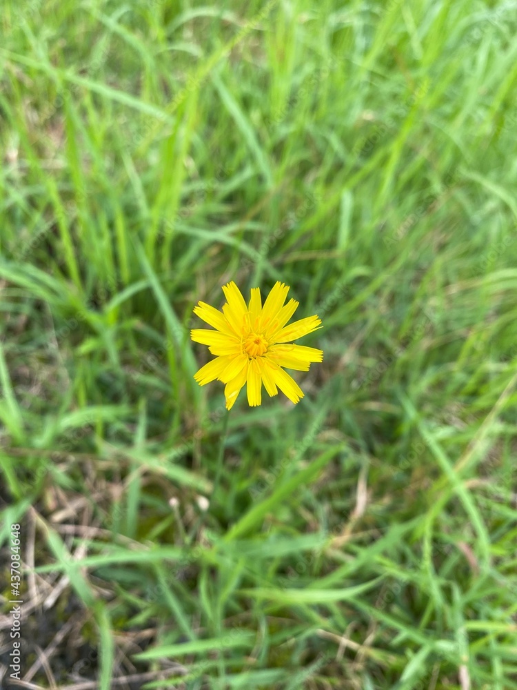 Dandelion