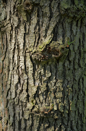 Die Rinde einer Schwarz-Roterle photo