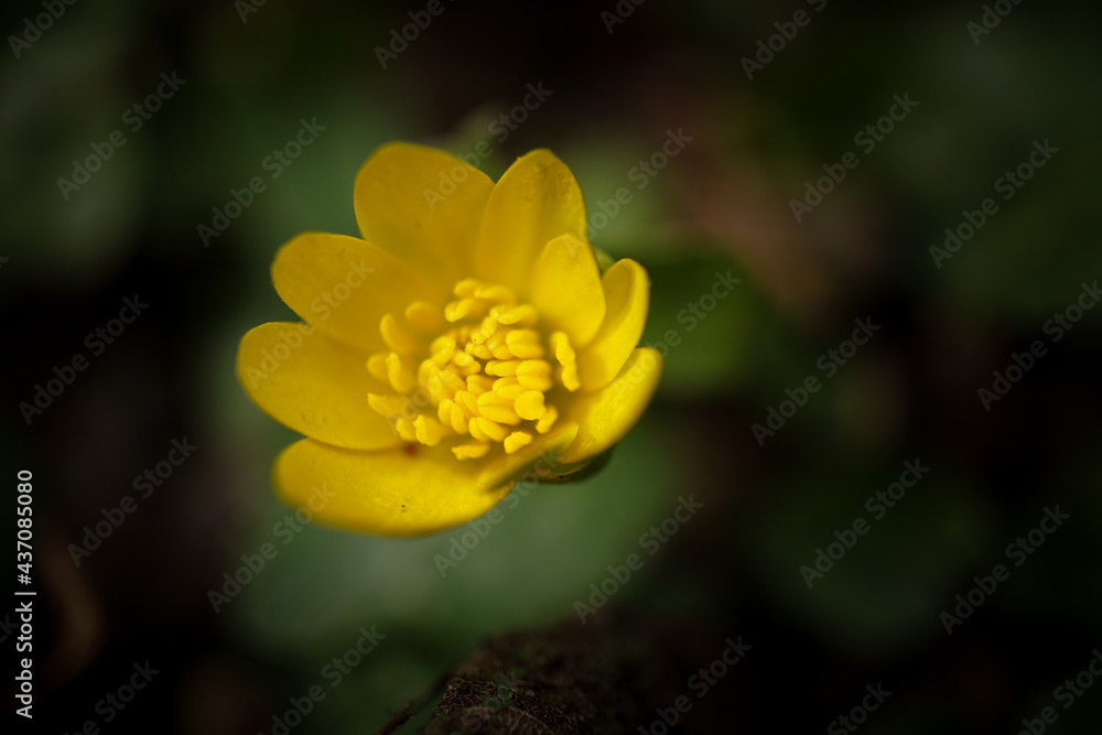 Winterling - Close up