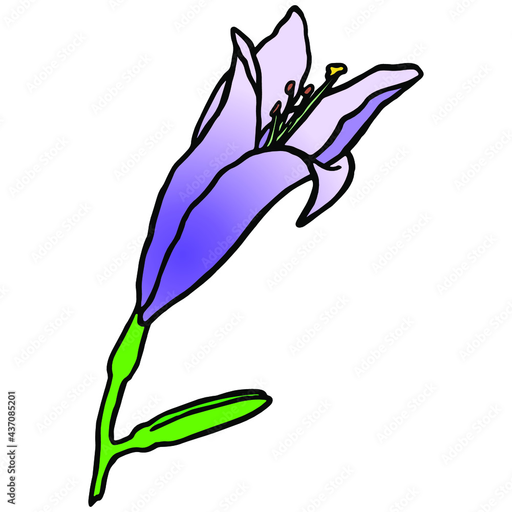 Hand drawn colored blooming lilly doodle. Traditional spring flower in ink style Hand drawn colored blooming lilly doodle. Traditional spring flower in ink style