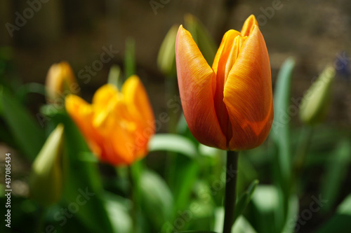 orange Tulpen