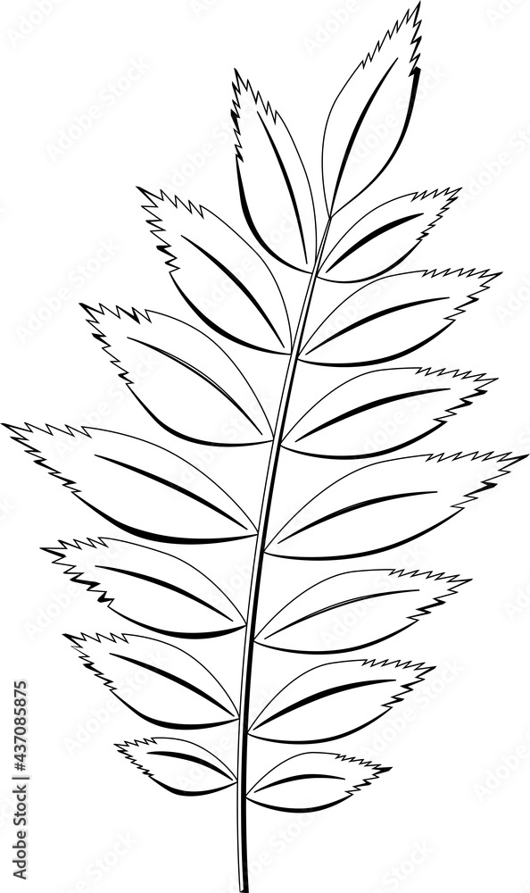 Fototapeta premium Autumn leaf, rowan leaf silhouette, isolated vector. Dry leaves of red mountain ash, autumn season of nature and herbarium of plant leaves. Black and white sheet