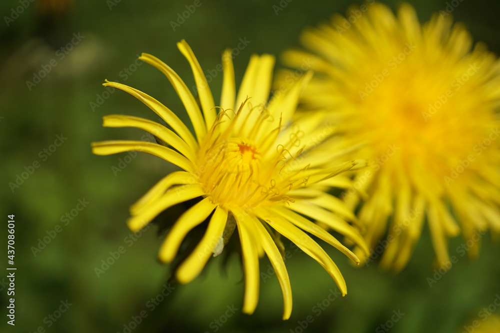 Butterblume - Close up Butterblume - Close up