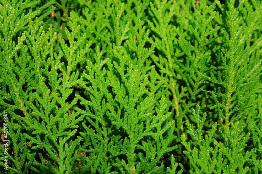 Thuja plant leaves background, green leaves texture background high resolution. Thuja plant leaves background, green leaves texture background high resolution.