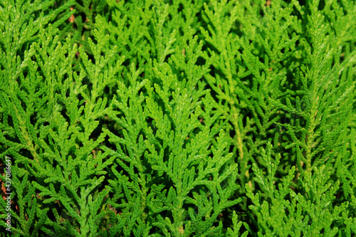 Thuja plant leaves background, green leaves texture background high resolution.