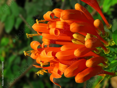 Pyrostegia venusta flowers, also commonly known as flamevine or orange trumpetvine. photo