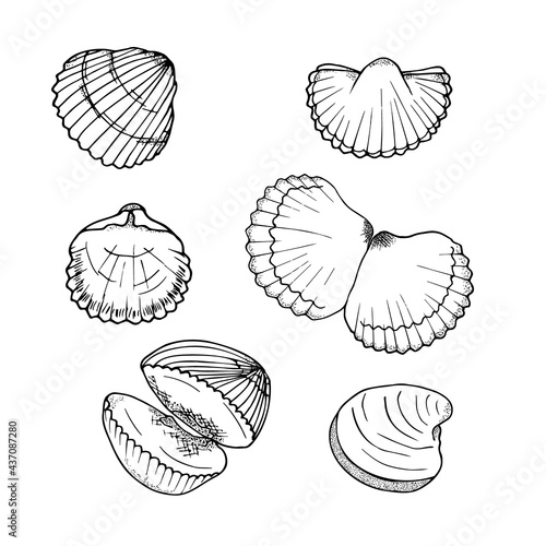Hand drawn sea shells vector set  perfect for invitations, fabric, textile,  posters, prints, banners