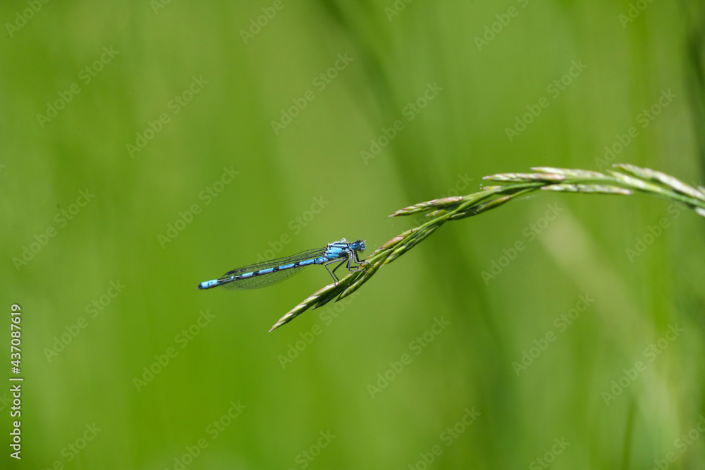 Blaue Federlibelle an einem Grashalm Blaue Federlibelle an einem Grashalm