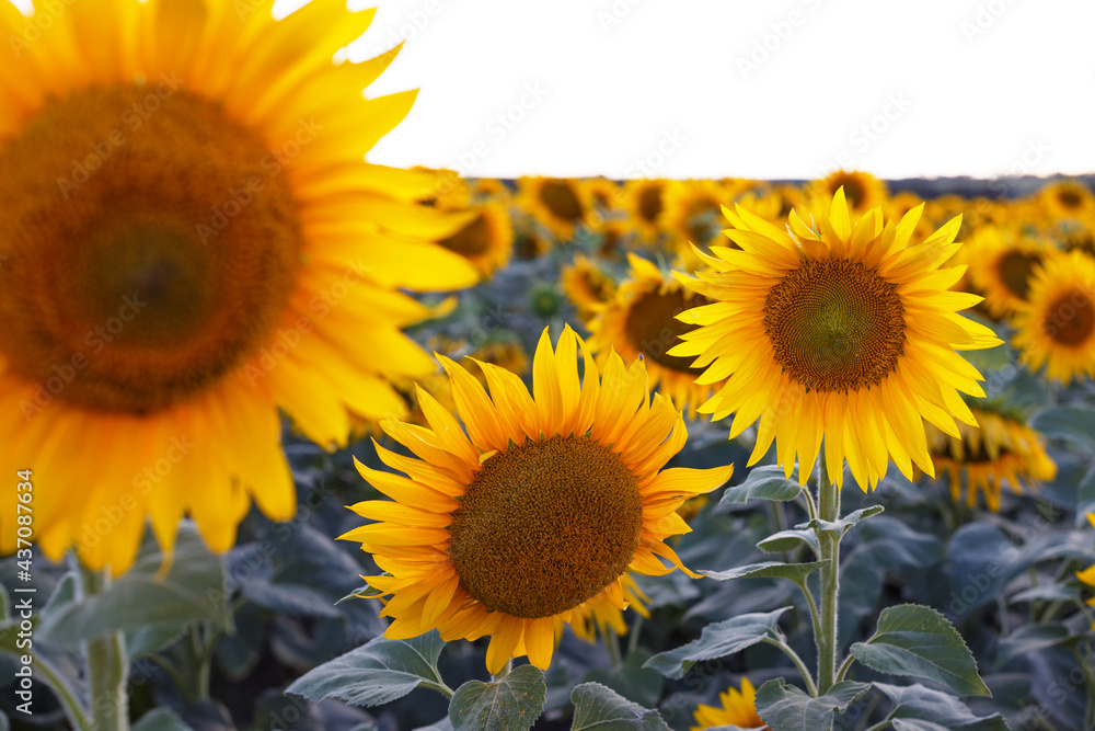 Fototapeta premium sunflower flowers at the evening field
