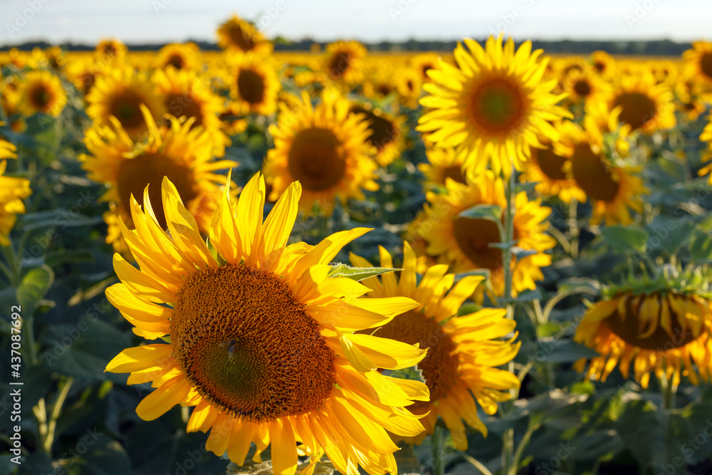 sunflower flowers at the evening field