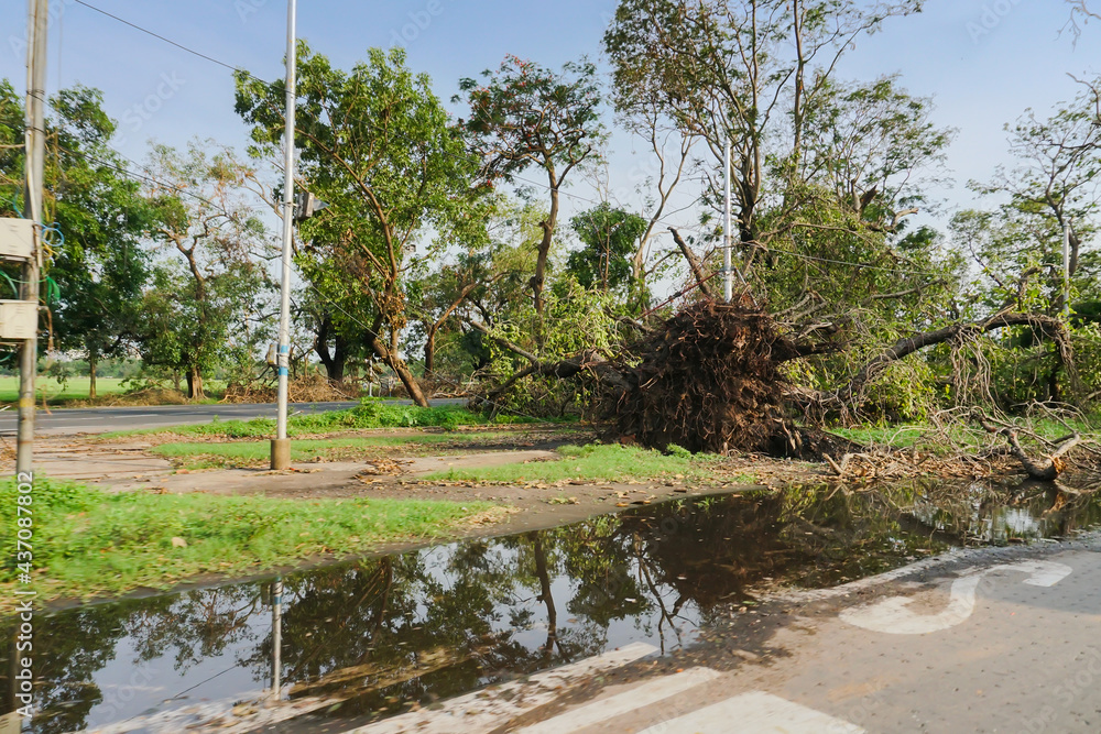 Super cyclone Amphan uprooted tree which fell and blocked pavement. The devastation has made many trees fall on ground.