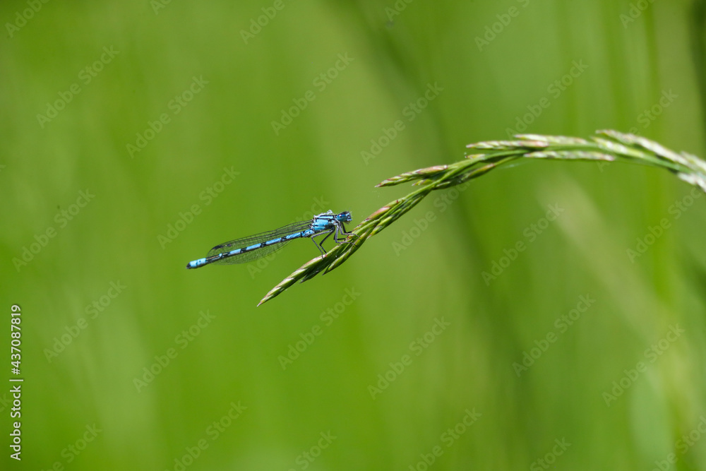 Blaue Federlibelle an einem Grashalm Blaue Federlibelle an einem Grashalm