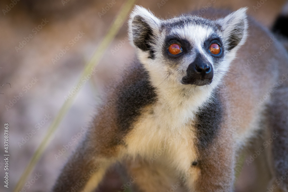 Ring tailed lemur in Madagascar