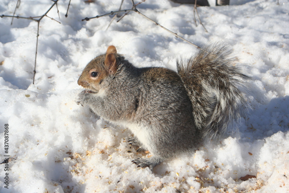 Ecureuil, Parc ANGRIGNON MONTREAL, hiver Canadien, rongeur faune nature neige Ecureuil, Parc ANGRIGNON MONTREAL, hiver Canadien, rongeur faune nature neige