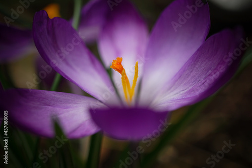 Krokus Close up