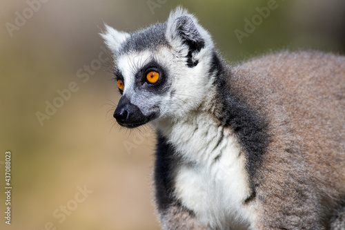 Lemur portrait in the wild © Rupert