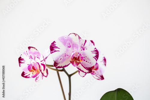 Purple and White Orchid Flowers