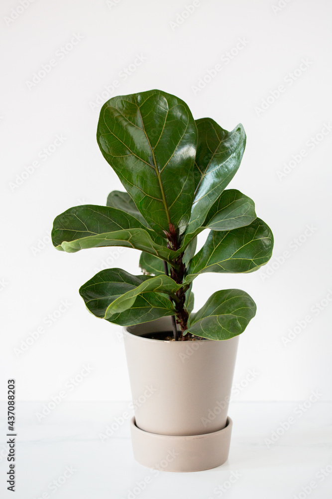 Fototapeta premium Potted Fiddle Fig Tree