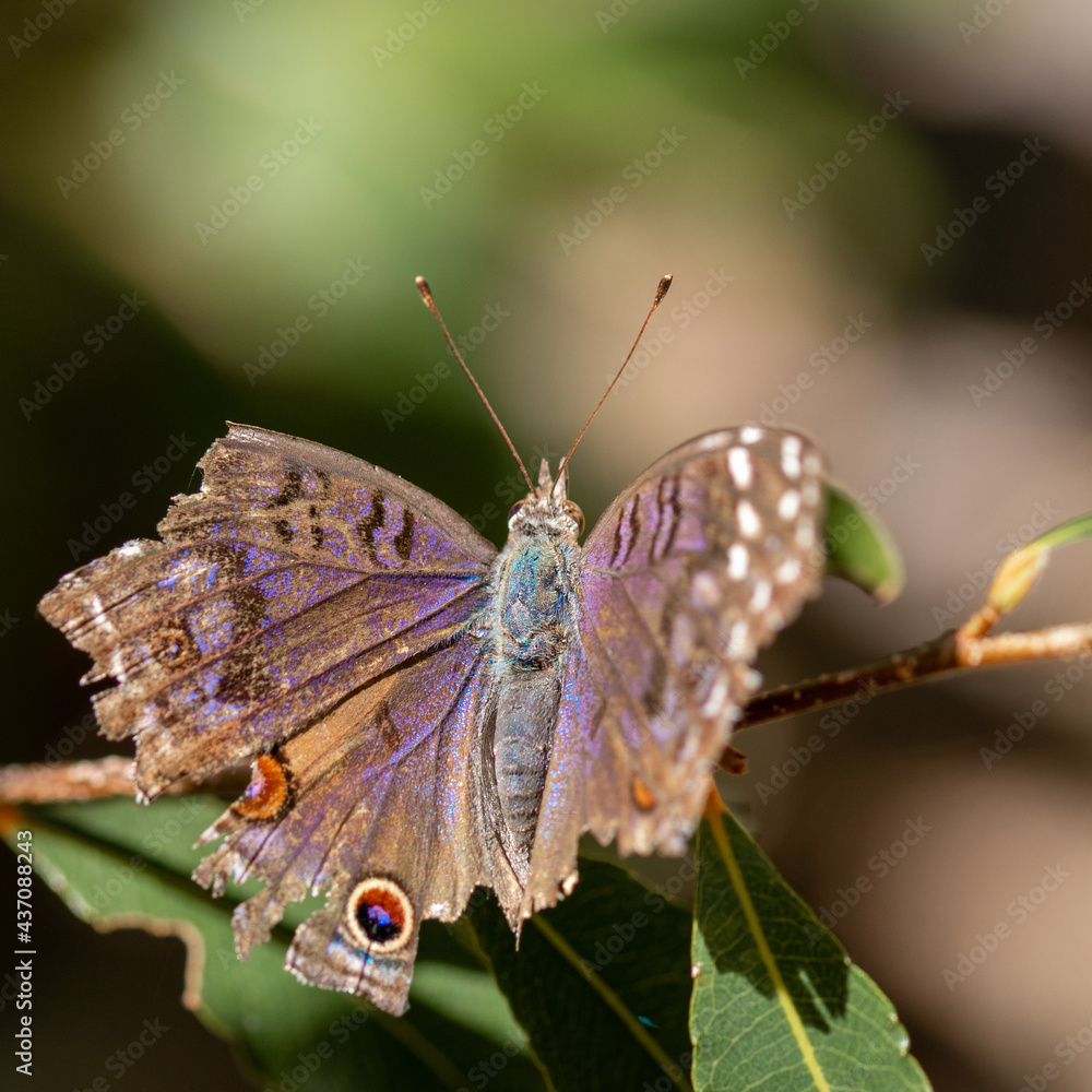 Fototapeta premium Madagascar moth