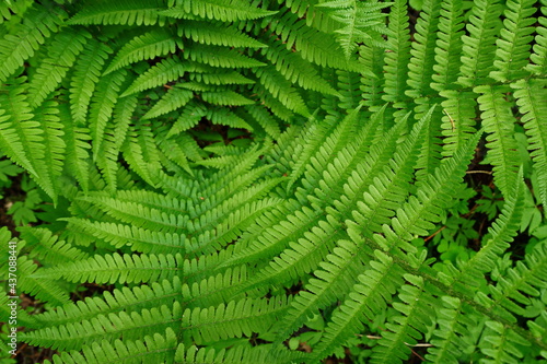 green leaf fern