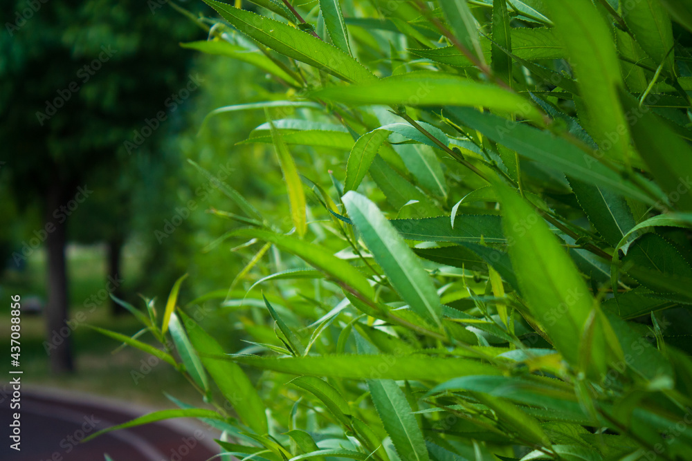 green background of leaves, alley green background of leaves, alley