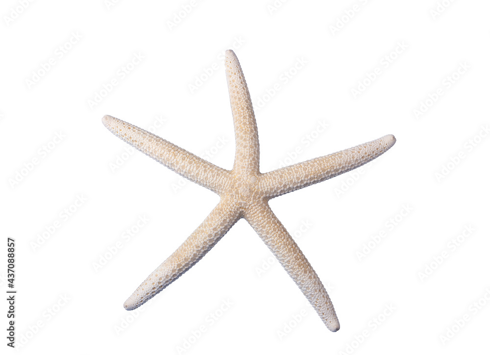 Starfish isolated on white background. Starfish isolated on white background.