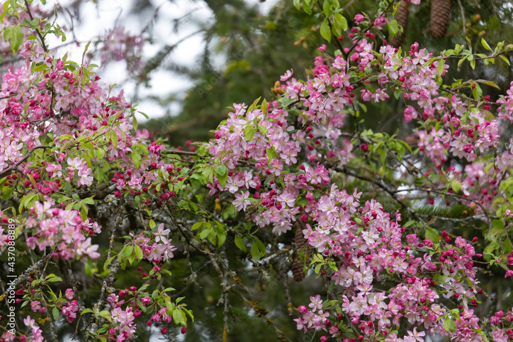 Pink blooming apple blossoms on a tree