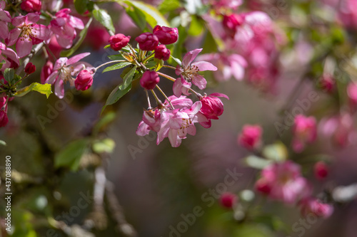 Pink blooming apple blossoms on a tree