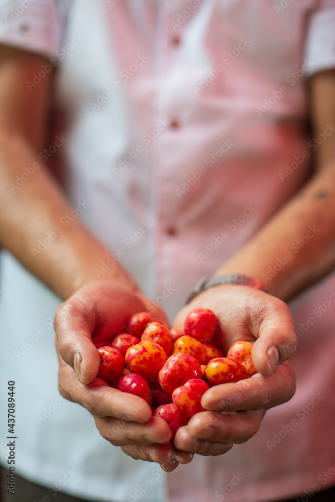 hands holding Andean potatoes hands holding Andean potatoes