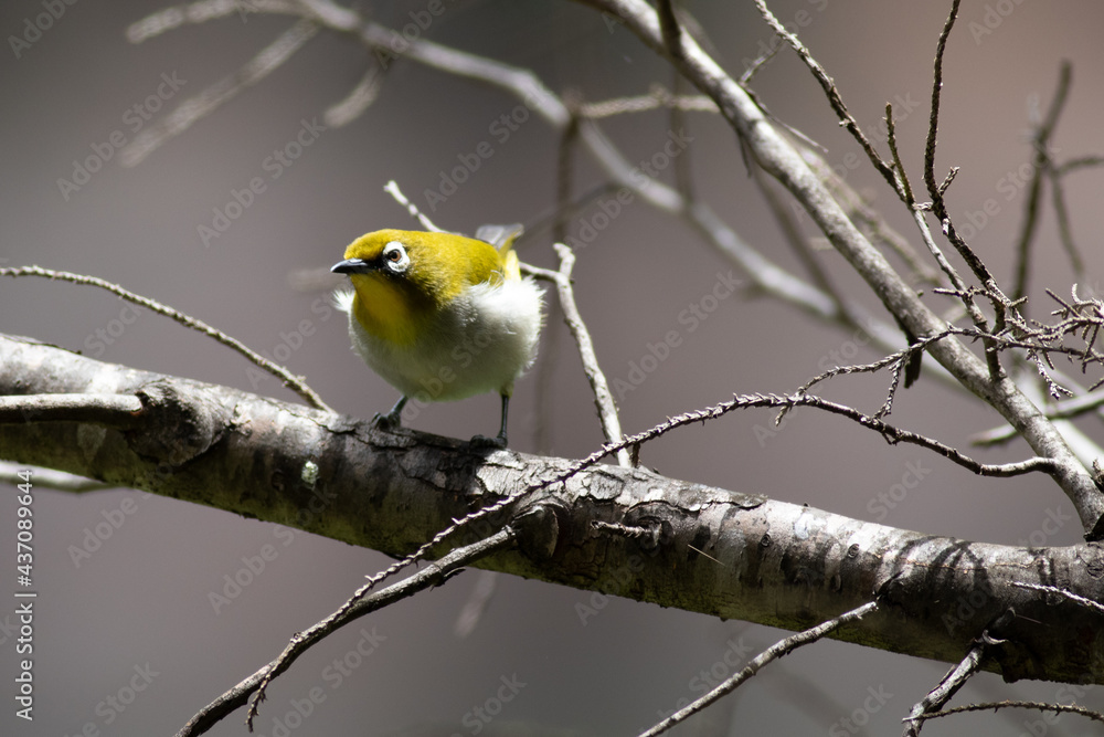 Naklejka premium Bird in Madagascar
