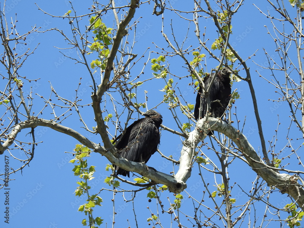 A pair of black vultures perched in a tree in Darlington, Harford County, Maryland.