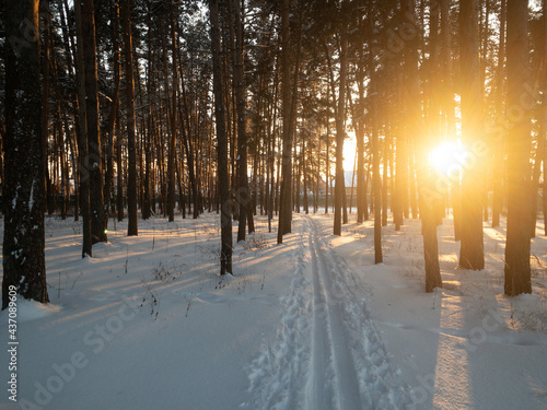 sunset in the forest