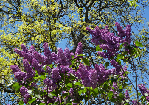 Bunches of blooming purple lilac
