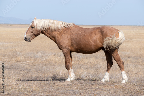 Wild horse in Utah desert