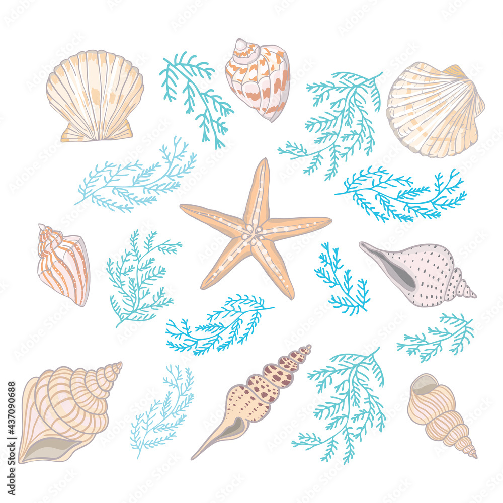 A set of different beautiful seashells on a white background.