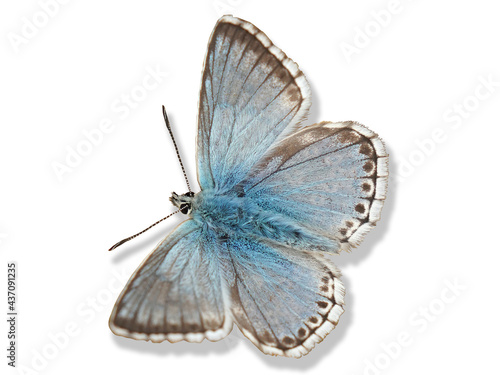 Papillon Bel argus, azuré bleu sur fond blanc avec ombre / Bel argus butterfly, blue azure on white background with shadow