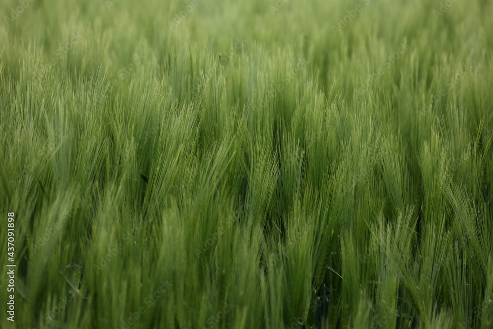 Green winter crops grow in the field