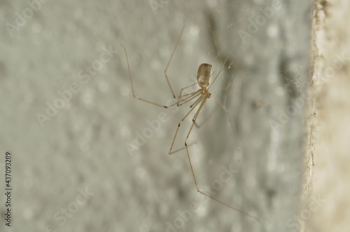 Profile of spider daddy long legs in cellar. Light brown transparent spider profile.
