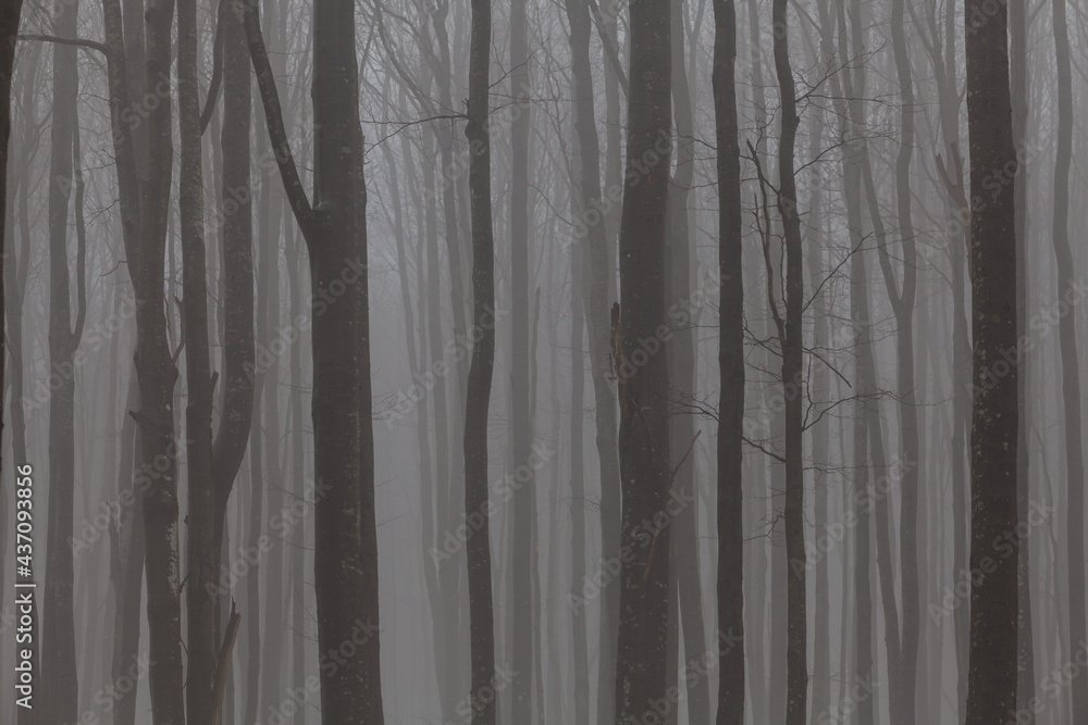 The straight tree trunks in the mist