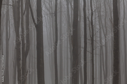 Obraz na płótnie The straight tree trunks in the mist w salonie