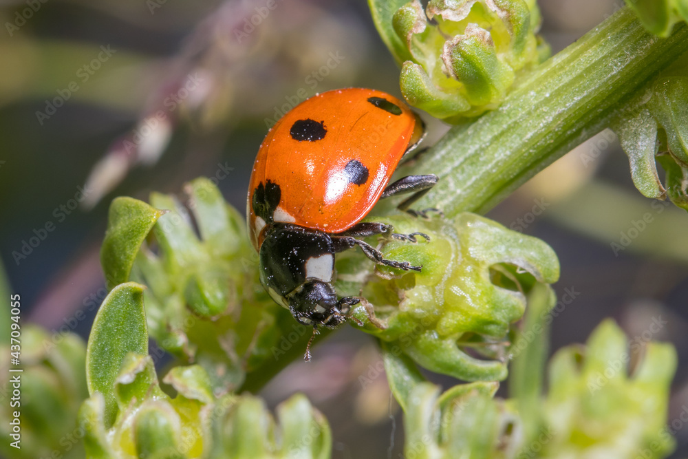 Seven-spot ladybird, Coccinella semptempunctata, climbing a plant looking for food. High quality photo Seven-spot ladybird, Coccinella semptempunctata, climbing a plant looking for food. High quality photo