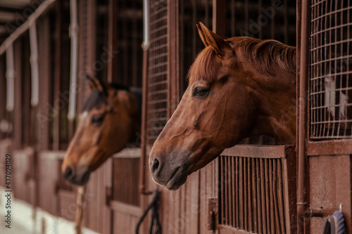 portrait of bay horse looking out of the stall. A warm picture. Maintenance and care of animals