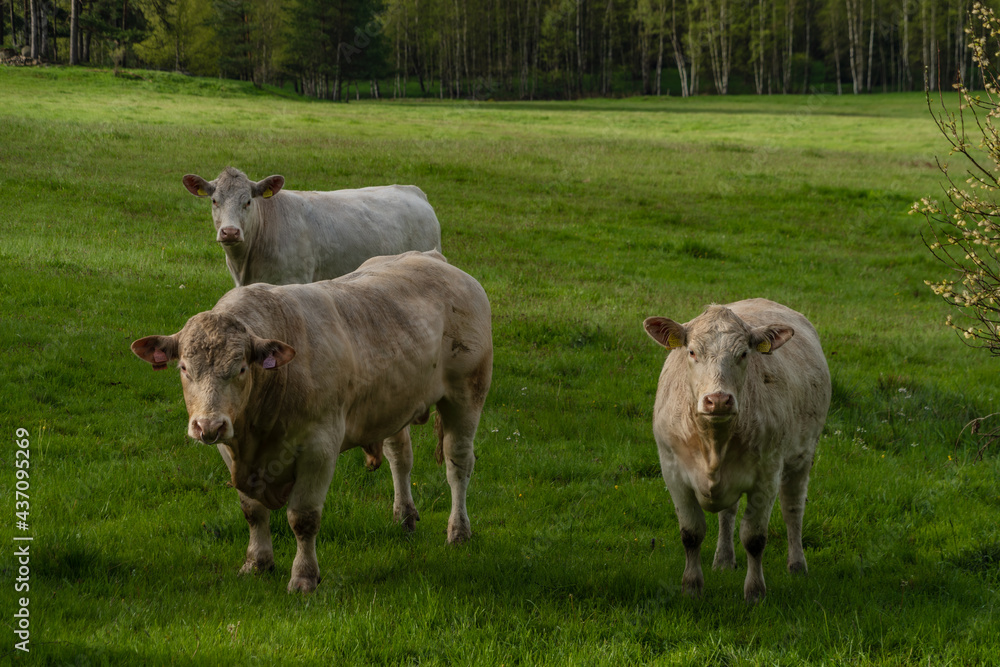 White cows with golden suit on green pasture land near Nejdek town White cows with golden suit on green pasture land near Nejdek town